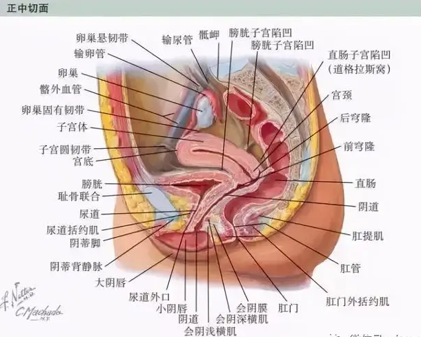 10cm能到女人什么位置第1张-节派训练法
